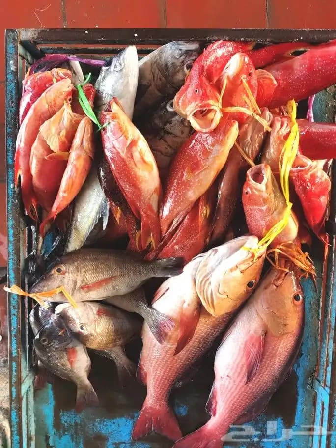 在红海中央乘船出海钓鱼